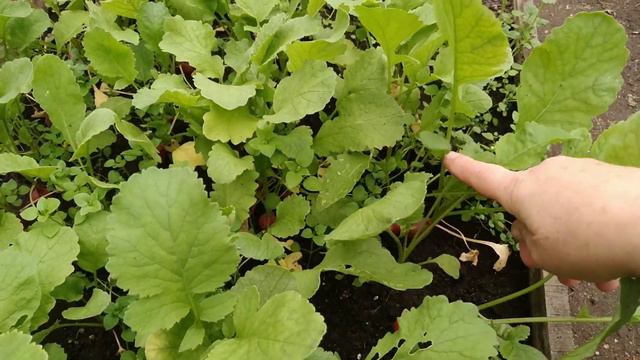 Неутешительные выводы приходят в голову по осени... смотреть онлайн