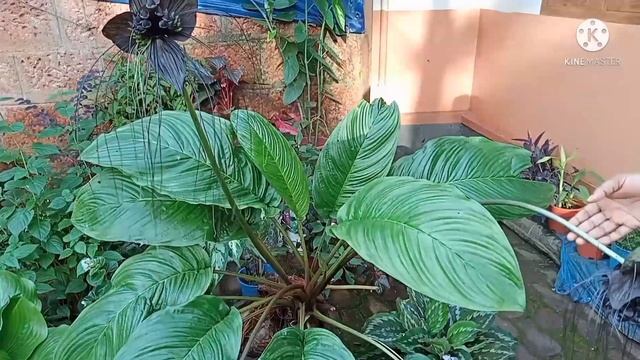 Black Bat Caring Malayalam | Tacca Chantrieri | DhilDhiya മലയാളം | смотреть онлайн