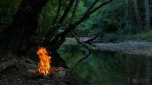 Что делать, если белый налет на листьях каланхоэ?