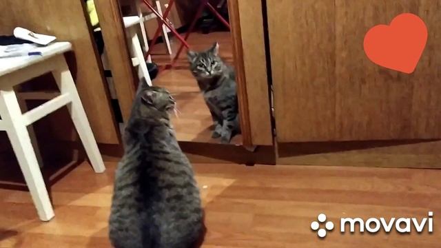 МОЯ ДОРОГАЯ КОШКА ,,МЫШКА,, ЖИВИ!!!! Я ЖДУ ТЕБЯ!! смотреть онлайн