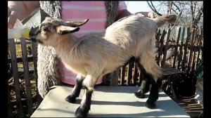 Выбираем козленка или козу - как?...