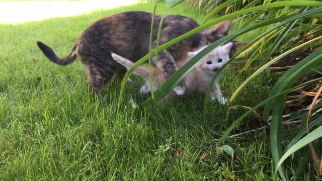 Котенок Рыжуля научился ходить за мамой кошкой смотреть онлайн