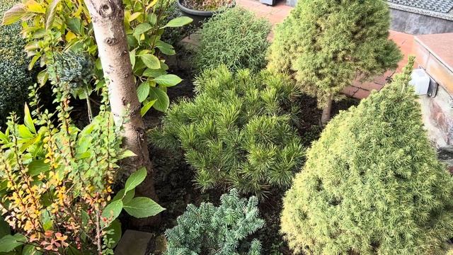 СОСНЫ ГОРНЫЕ: VARELLA, WINTER GOLD, PUMILIO, KOSTELNICEK, PAL MALETER, OPHIR, CARSTENS WINTERGOLD…