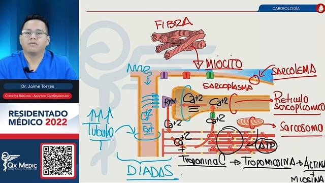 BÁSICAS I - CARDIOLOGÍA смотреть онлайн