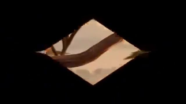 Забавные, Круглые животные, funny videos, Epic fail. смотреть онлайн