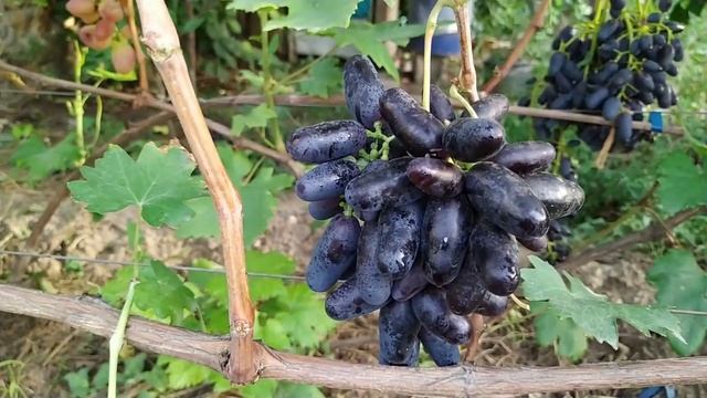 Виноград Рембо. Первые наблюдения. смотреть онлайн