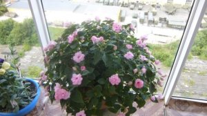 Бальзамин Уоллера из одного семени цветёт на балконе и как его вырастить.