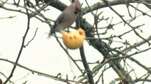 15 - Певчие птицы России * СВИРИСТЕЛЬ *