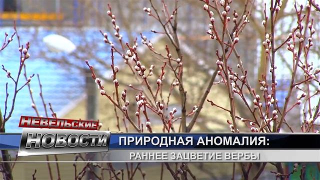 Раннее цветение вербы смотреть онлайн