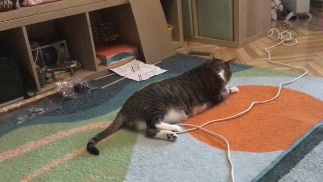 Кот барсик мистер поволюхин смотреть онлайн