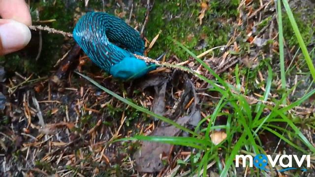 Синий карпатский слизень! смотреть онлайн