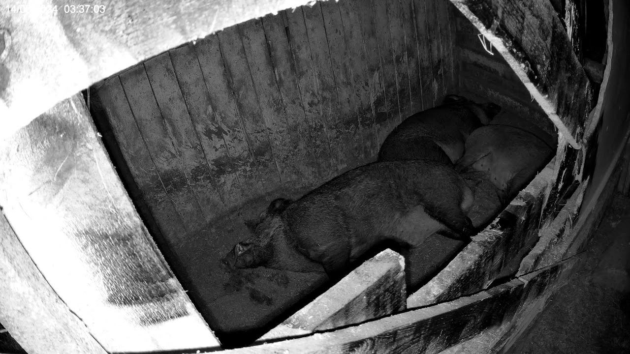 Прямая трансляция пользователя Фунтик и его друзья