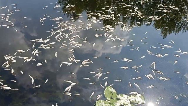 мор риби Тернопіль Чайка 20220704 смотреть онлайн