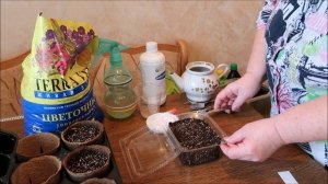 СЕЕМ СЕМЕНА В ОСОБЫЕ ЁМКОСТИ: ПОСЕВ ПИРЕТРУМА НА РАССАДУ