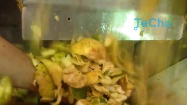 AWESOME MANGO PROCESSING MACHINES 2019 смотреть онлайн