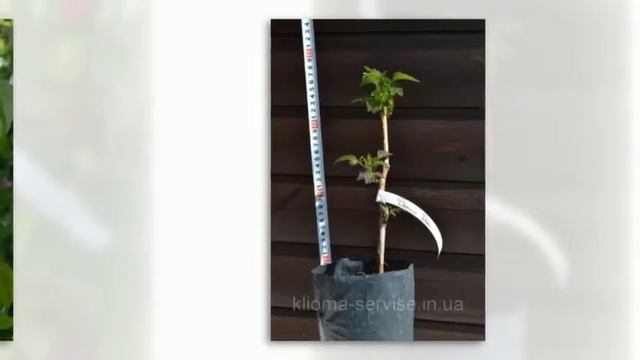 ПП "Кліома Сервіс" купити замовити саджанці малини полцниці смородини плодових дерев ціни Ківерці смотреть онлайн