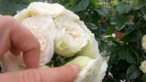 Розы группы шраб. Winter Lodge (Винтэр Лодж)