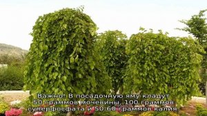 Шелковица плакучая