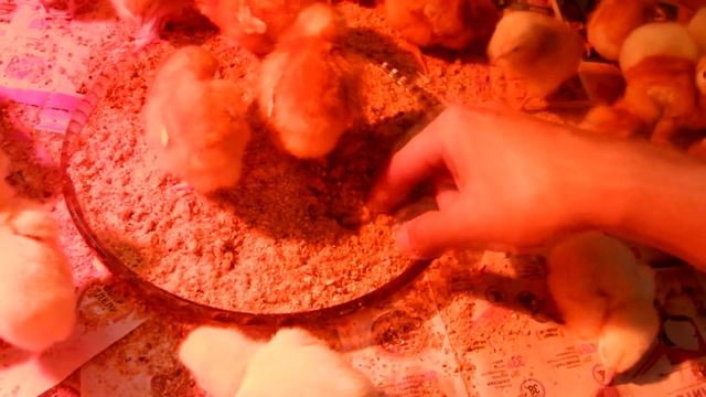 суточные цыплята правильное кормление смотреть онлайн
