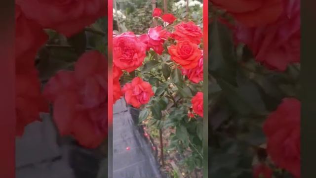 Роза Салита Плетистая немецкая Salita Kordes 1987 год смотреть онлайн