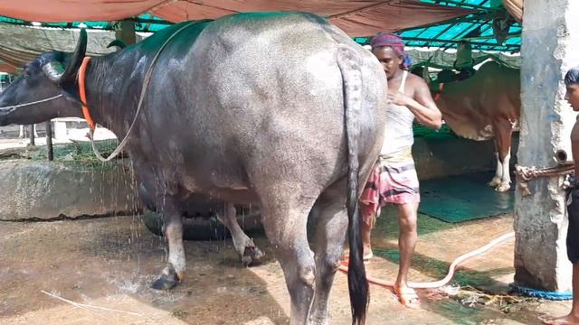 Small boy Vs Buffalo I Big buffalo in Bangladesh 2020 I Buffalo Riding смотреть онлайн