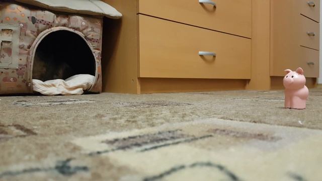 Йоркширский терьер охотится на поросят смотреть онлайн