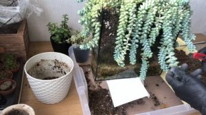 Черенкование и пересадка суккулента седум Буррито