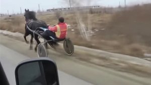 Цыганские Кони Рысаки