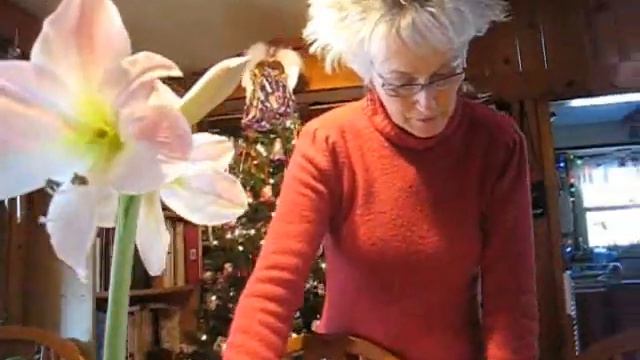 Amaryllis Blooming - Wisconsin Garden Video Blog 70.wmv смотреть онлайн