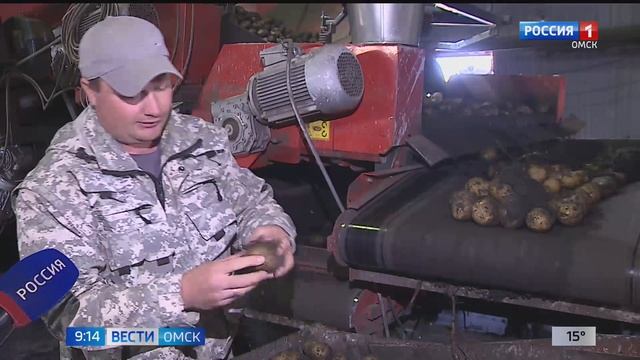 Сбор урожая запоздал на целую неделю: успеют ли аграрии в срок запастись картофелем? смотреть онлайн