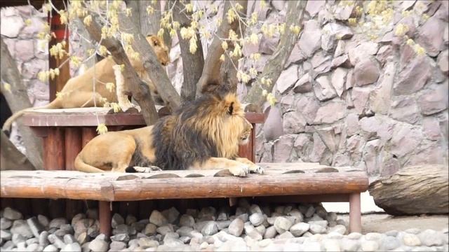 СЕМЕЙСТВО АЗИАТСКИХ ЛЬВОВ смотреть онлайн