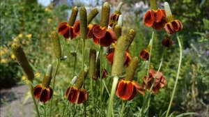 Ратибида колоновидная