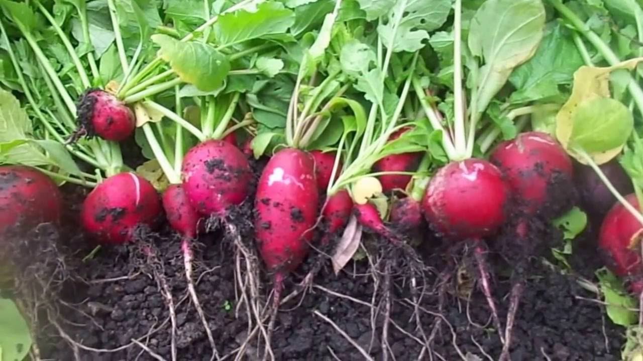 Уборка Редиса 3 Срока Сева . Отличный Способ Хранения Свежего Редиса на Зиму в Холодильнике. смотреть онлайн