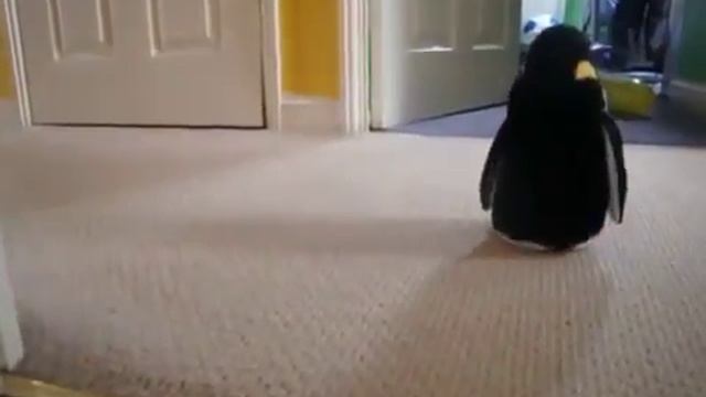 Собака и пингвин смотреть онлайн