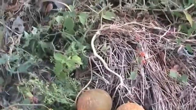 Дыньки и "Красный паслён жив!" 7 октября смотреть онлайн