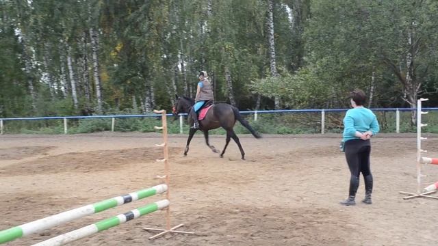 Занятие по конкуру на английской чистокровной лошади (ШВЕ "Династия"). смотреть онлайн