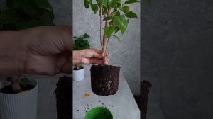 Горшки для гибискусов.