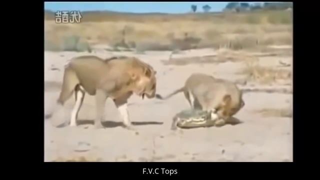 Video Animal | Lion vs Giant Anaconda vs Tiger vs Python unexpected ending смотреть онлайн