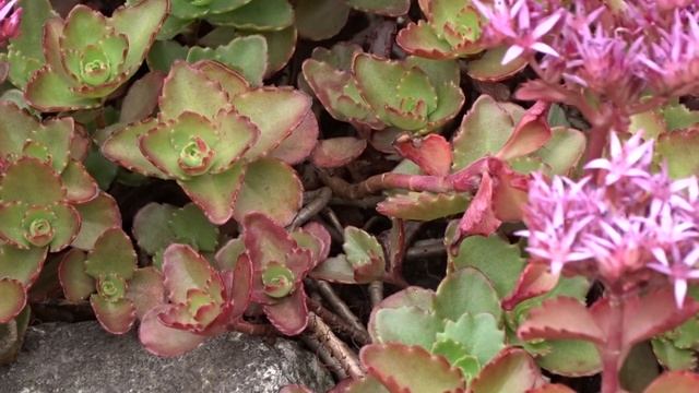 Sedum spurium ˇRoseum´ смотреть онлайн