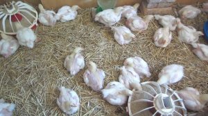 КОББ 500. Почему бройлеры падают на ноги? Шесть основных причин.  Трикальций фосфат!