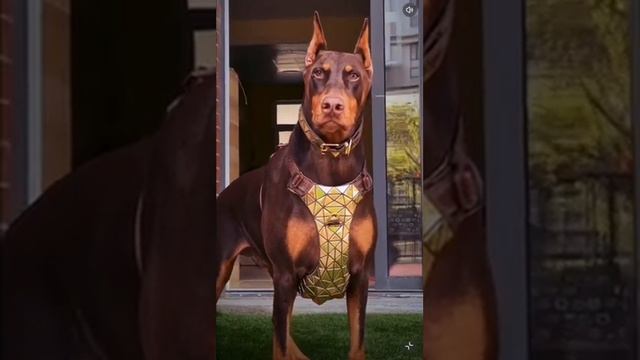 Pawoof golden dog harness смотреть онлайн