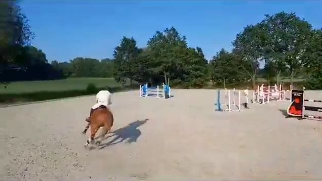 1st place 🥇🏆 Mallika van de Neerheide - 2012 (Emerald x Chopin) 125 Lentecriterium JUMP OFF смотреть онлайн