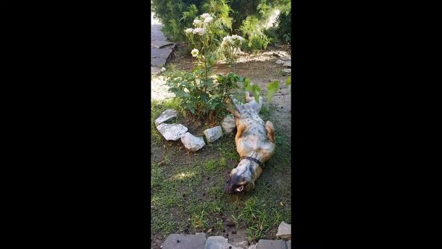 Сайхан (Канарский дог). От щенка до взрослой собаки фото и видео. смотреть онлайн