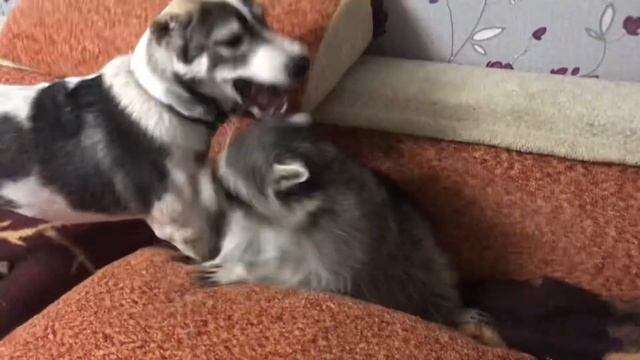 Забавные животные енот Веня и собака Мэйсон . смотреть онлайн