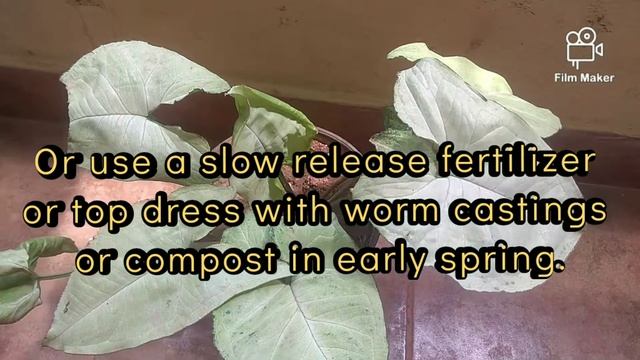 Syngonium plant care/ Arrow head plant смотреть онлайн