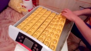 HHD 56 инкубатор из Китая.