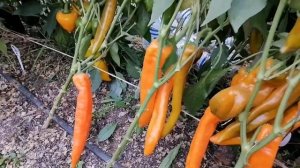 Перец сладкий Рамиро оранжевый (Ramiro Orange) и Рамиро желтый (Ramiro Yellow).