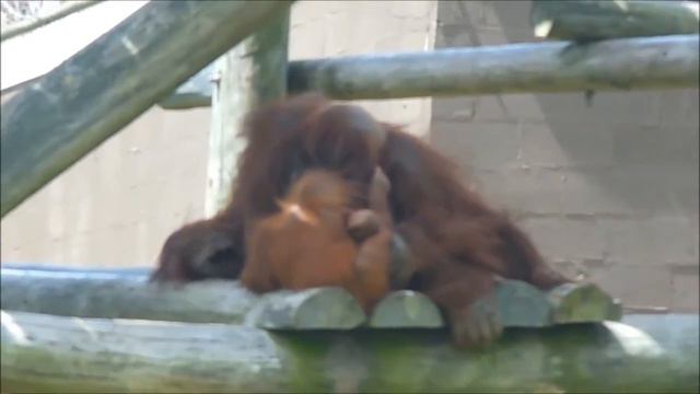 Orangutan with baby and Tiger at Metro Richmond Zoo смотреть онлайн