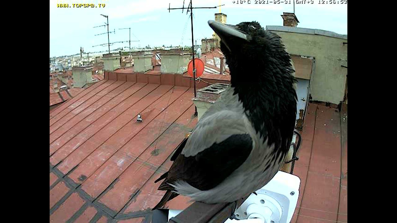 Counting crows that sat on the live camera Считаем ворон на камере смотреть онлайн