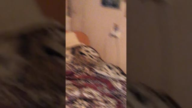 Чарышкин (Мордвин с Урала) - Обзр большой комнаты смотреть онлайн